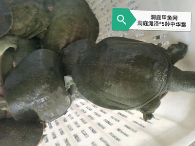 五年甲鱼